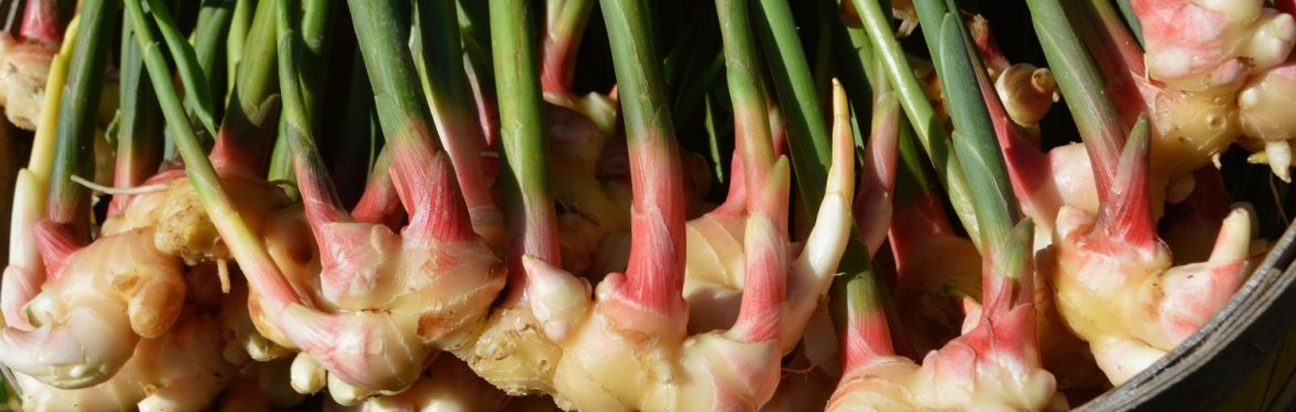 Fresh ginger root is packed into a bushel basket