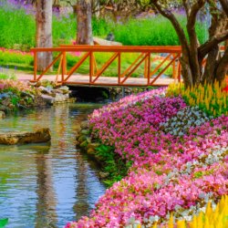 Keukenhof Gardens, Amsterdam & Volendam Coach Trip 2027 FULLY BOOKED