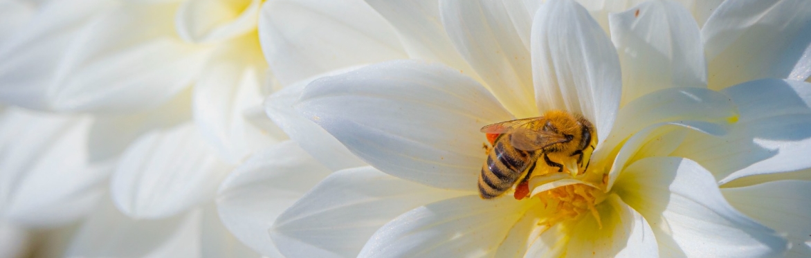 Hive Life Beekeeping Conference 2022