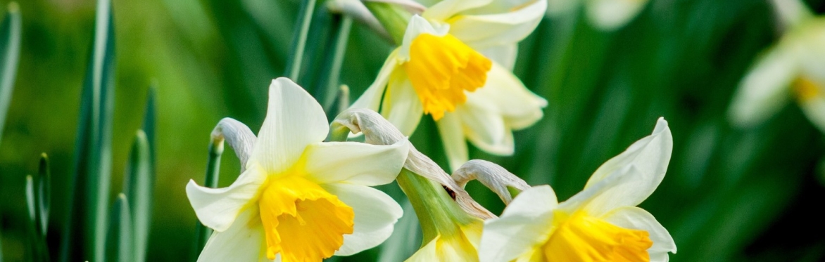 Mother's Day Flower Picking and Cream Tea