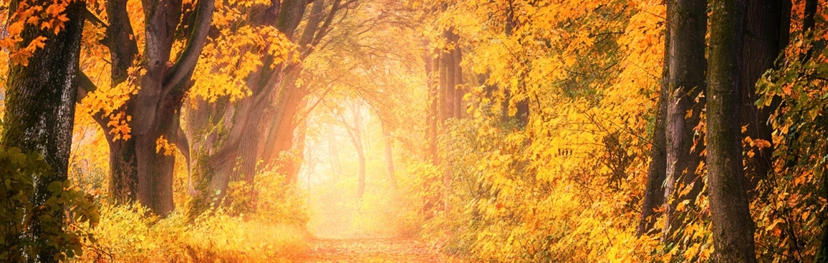 Autumn Equinox Meditation, Nature Connection, Seasonal Reflection and Self-Inquiry