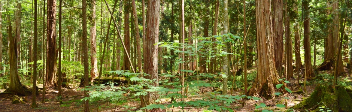 SHINRIN-YOKU (Forest Bathing) at Sandwich Bay Bird Observatory