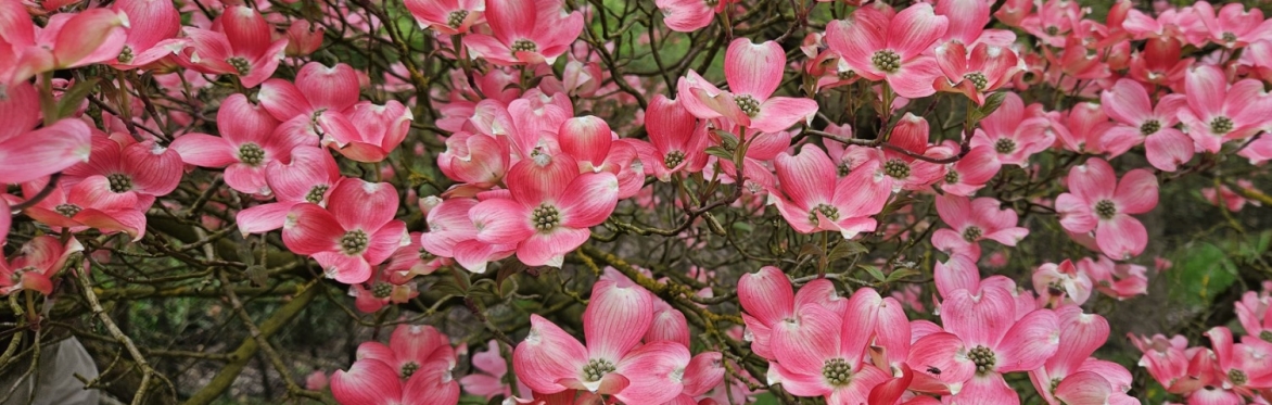 IDS Trees and Shrubs Online: The Diversity of Dogwoods - A Study Day on Cornus