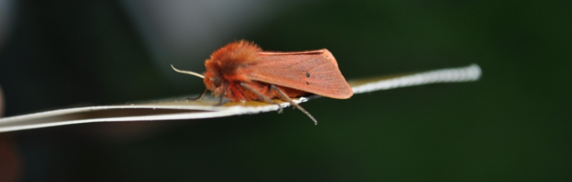 Photo of a Ruby Tiger moth. Copyright Paul Quigley