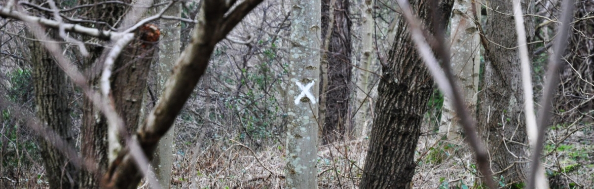 5 walks, 5 trees, 5 poems – an autumn almanac