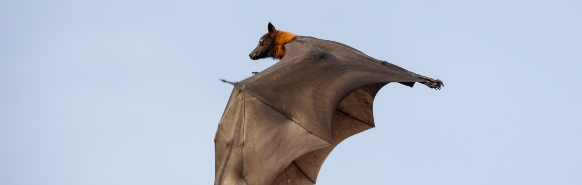A bat flying through the sky