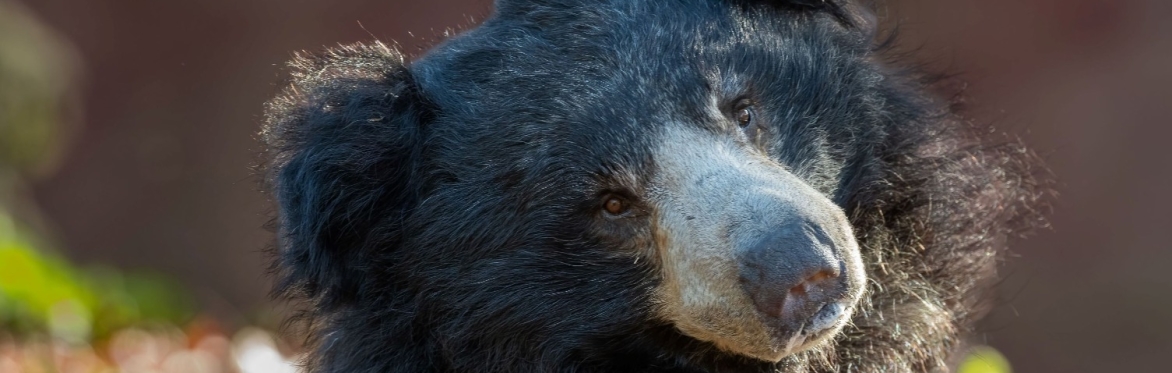Animal Happy Hours: Bubbles and Bears