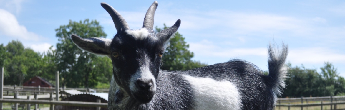 Pygmy Goat Walking