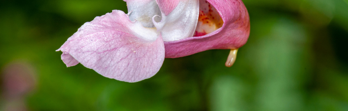 Himalayan Balsam Pulling @ Tawd Valley Park