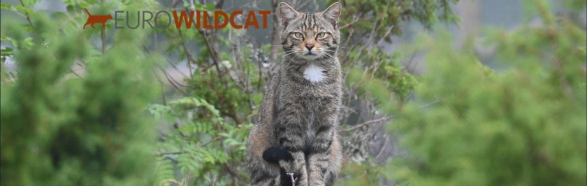 Eurowildcat Annual Conference