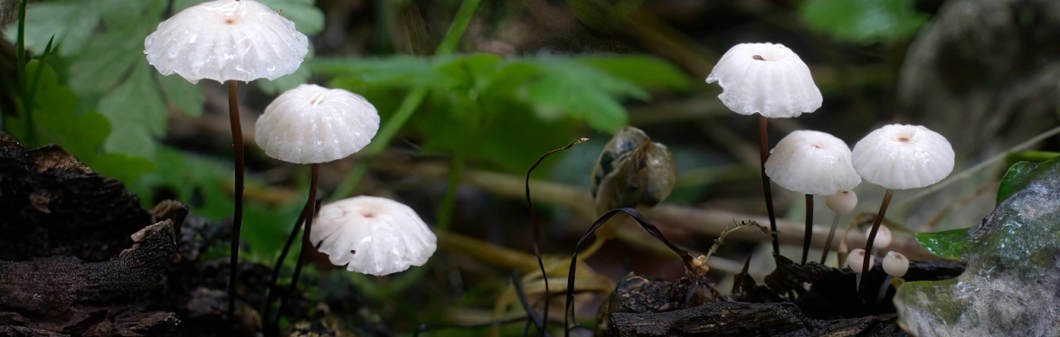 Nature Day: Autumn Wilding