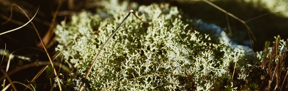The Stillness of November — Forest Bathing Walk
