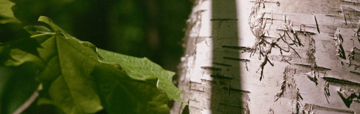 "Easeful July" — Forest Therapy Walk