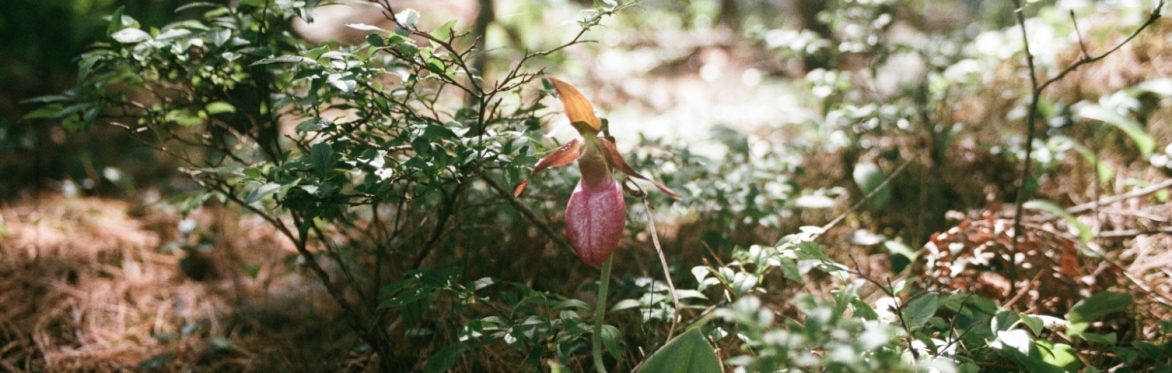 Sweet June - Forest Bathing at Parc Angrignon