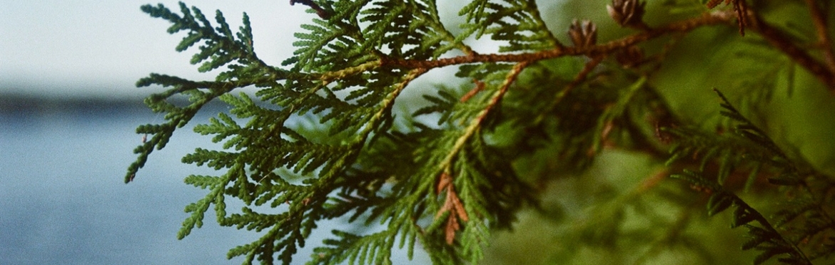 "Cedar & Cicada" — Forest Therapy Walk