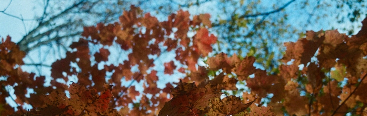 Autumn Spectacle - Forest Therapy Walk at the Morgan Arboretum