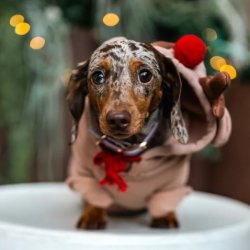 Dachshund Cafe Christmas - Durham