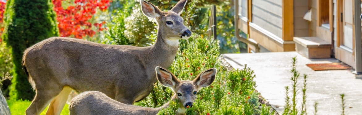 Deer-Resistant Plants