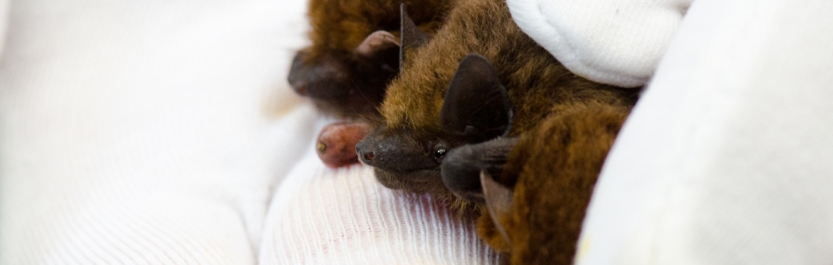 Bat Care Mingle