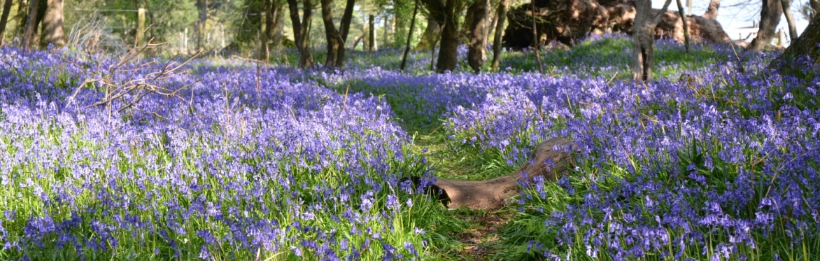 Wild Well Beings: Spring retreat
