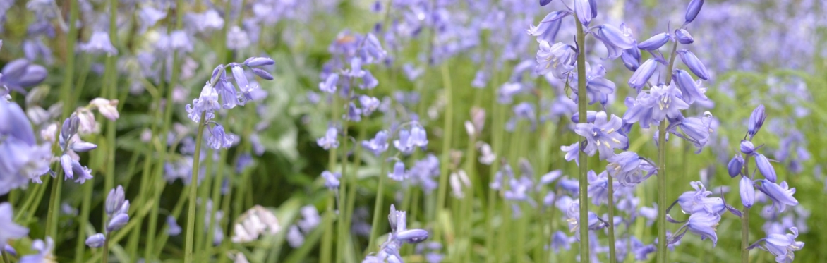 Bluebells