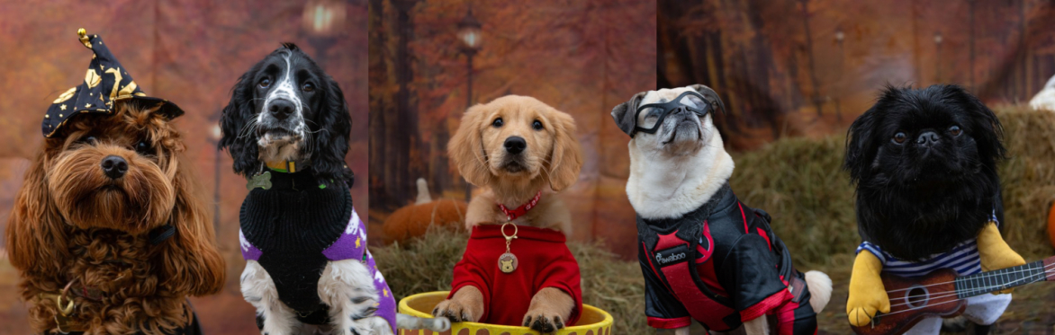 Wild River HallowFest 2025