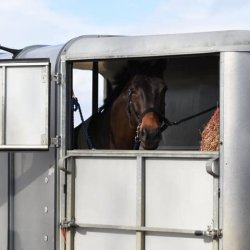 Safe Travels: Ensuring Your Horse's Safety During Transportation and Large Animal Rescue