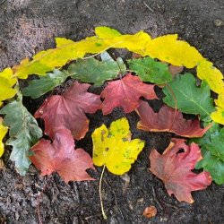 Rainbow made of leaves