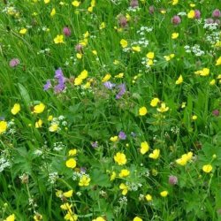 Wildflower Walk & Talk