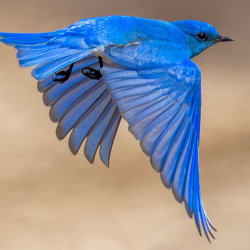 photo of a mountain bluebird flying