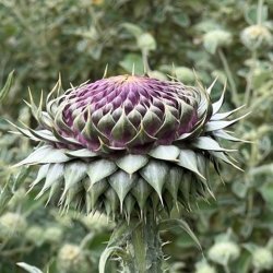 Plant choice and combinations: a Dixter perspective.  An online symposium led by Fergus Garrett