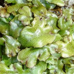 Introduction to Byrophytes: Mosses and More