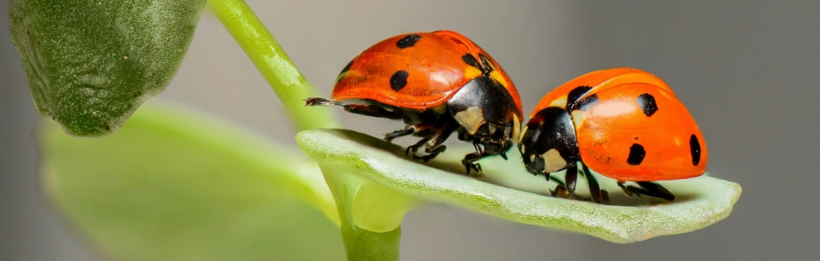 Make a Bug Library!