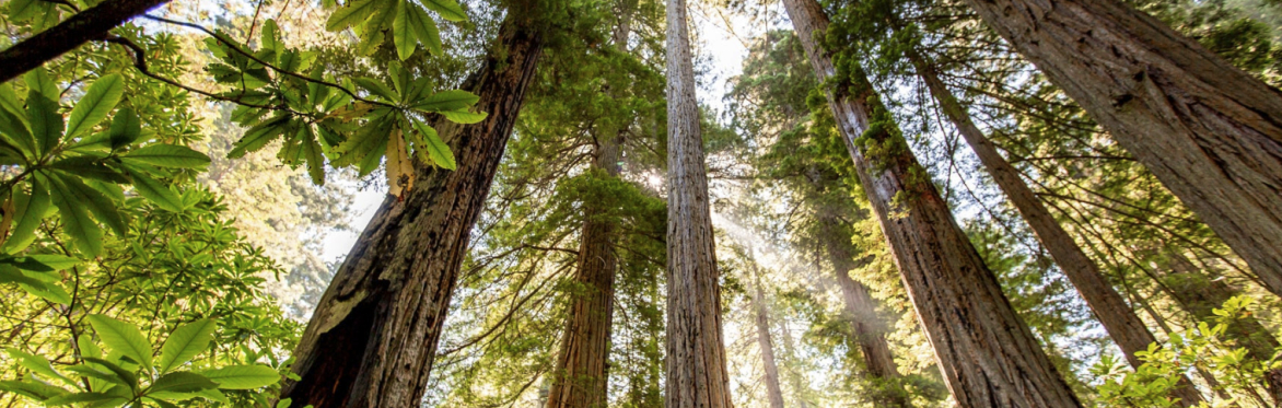 Forest Immersion in the Redwoods