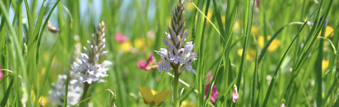 Seed Sistas Sensory Herbal Pilgrimage – Myth and Medicine of the Land