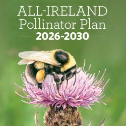 Webinar: The All-Ireland Pollinator Plan 2026-2030: What's new and how to get involved