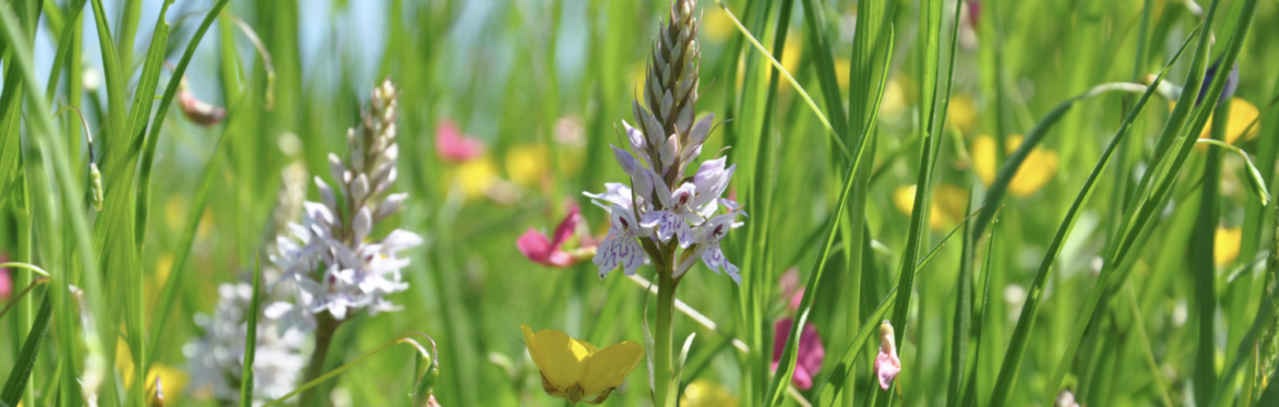 Seed Sistas Sensory Herbal Pilgrimage – Myth and Medicine of the Land