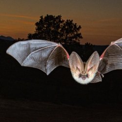 Brown long eared bat in flight