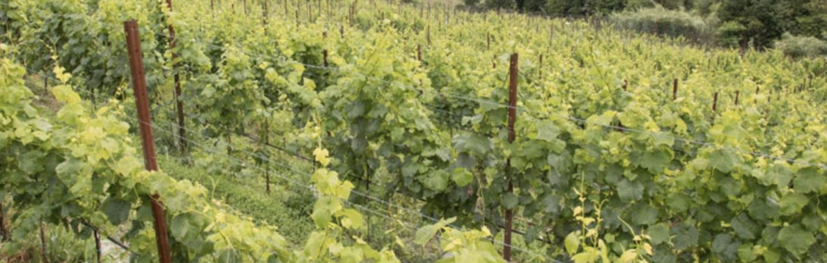VALPOLCEVERA - MOREGO-SERRA RICCO' - Visita guidata nei vigneti con degustazione di vini