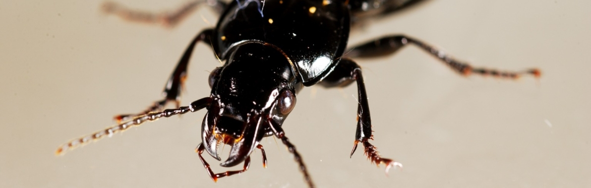 Beetle Workshop (Rothamsted Research, Harpenden)