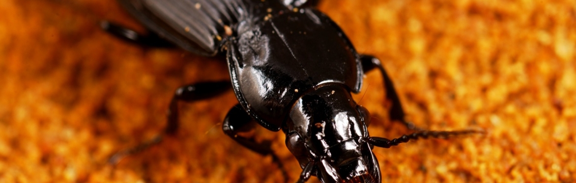 Beetle Workshop (Rothamsted Research, Harpenden)
