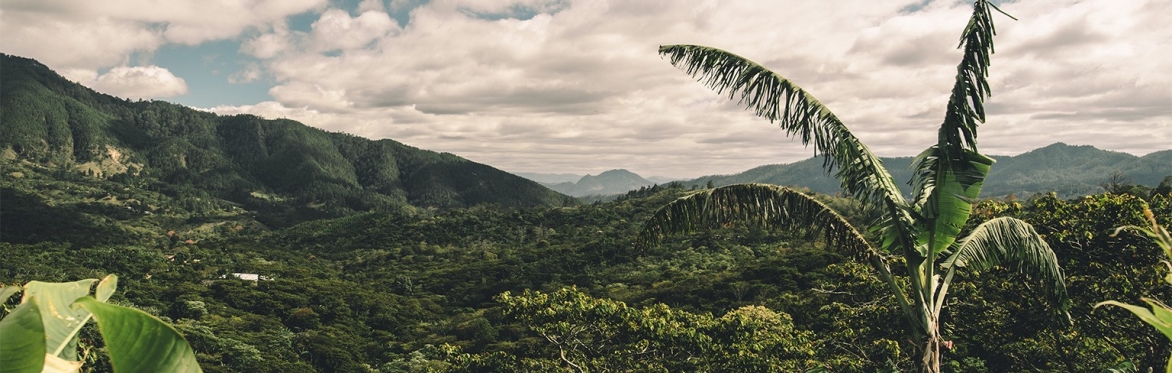 DEAR GREEN x FALCON: Cupping for Sustainability - Coffee's Environmental + Social Risks
