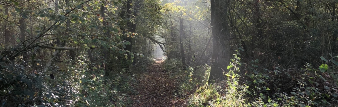Gloucestershire Autumn Wild Food Foraging Course/Walk