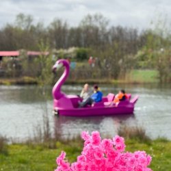 Partridge Park Pedalos