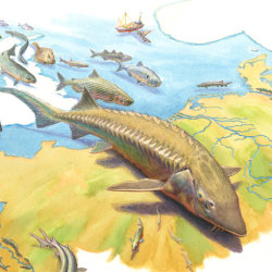 Landschaplezing: De comeback van de Europese steur