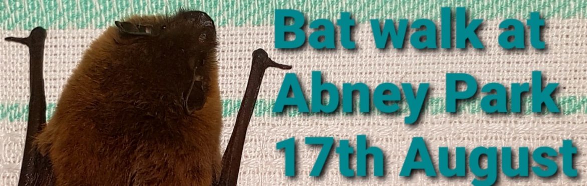 After Dark Bat Walk