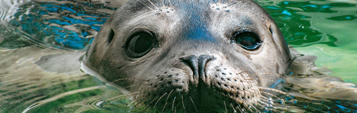 Harbor Seal Pup Release
