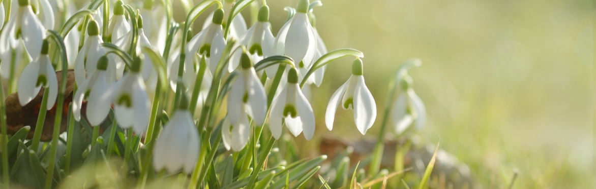 Resurgence Earth Festival: Spring Meditation Gathering