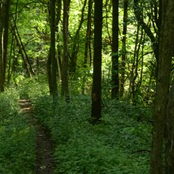 Habitat Restoration at George G. Newton Nature Reserve