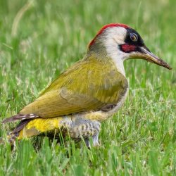 Early Spring Birdsong Academy Walkshop - Stanmer Park, Brighton